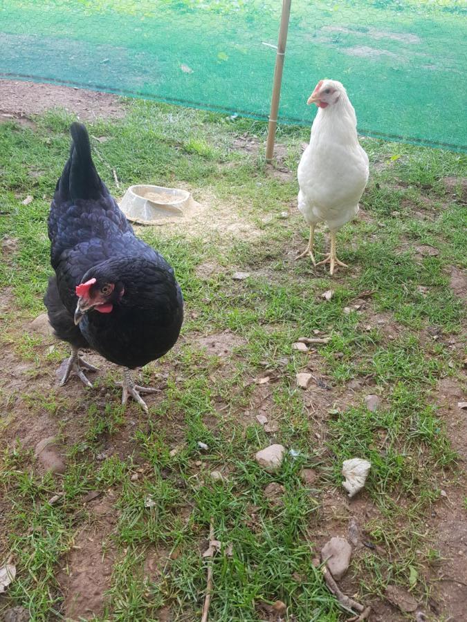 Shadow River Farm Anascaul Dış mekan fotoğraf